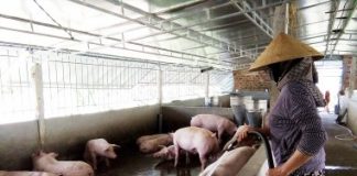 Bảo hiểm nông nghiệp còn nhiều vướng mắc, bất cập